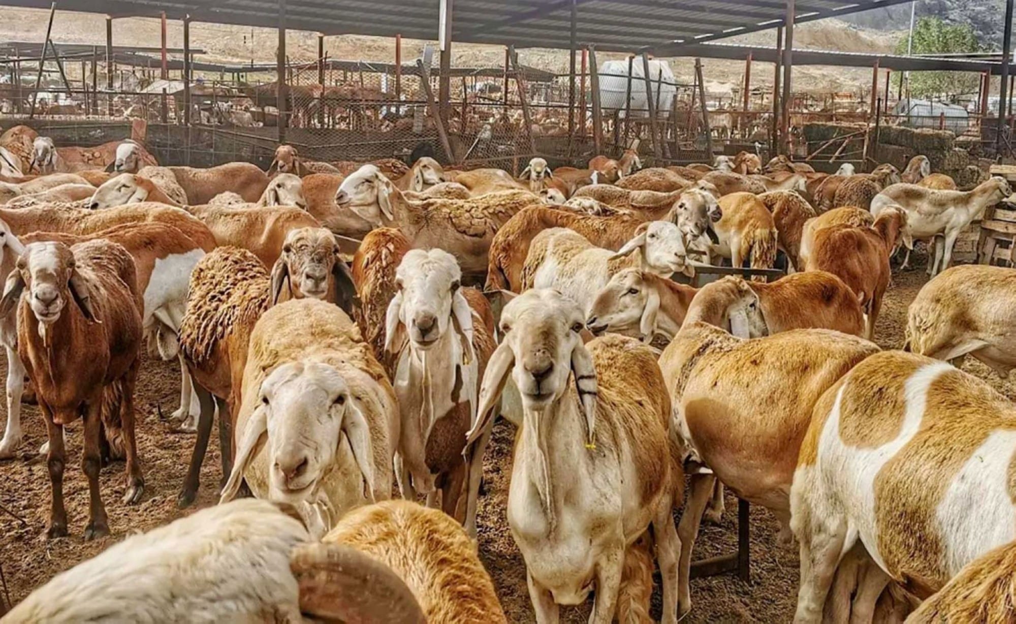 إحصاءات الثروة الحيوانية في السعودية