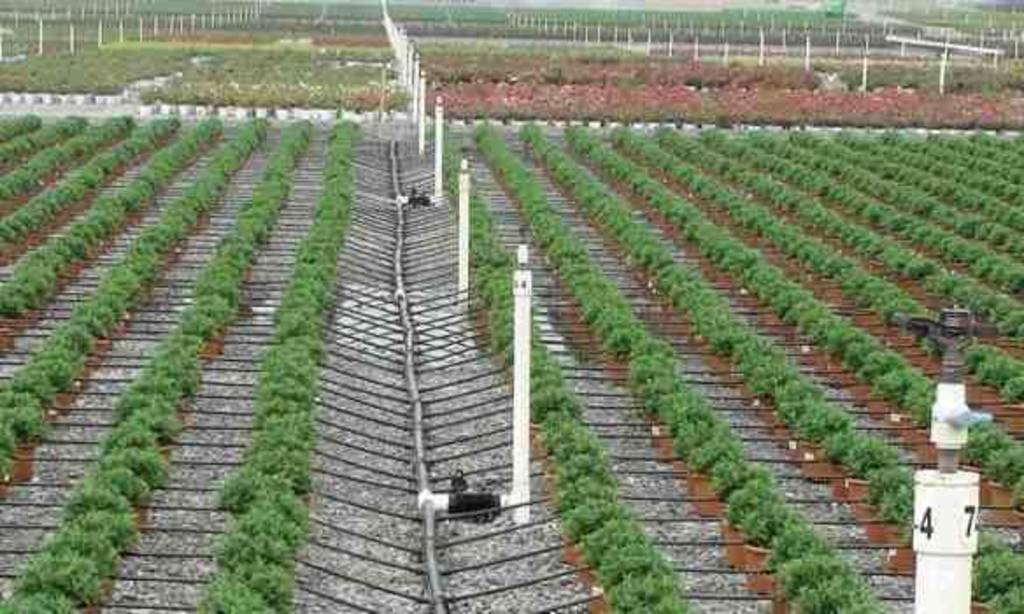 احصائيات أساليب الزراعة ونظم الري فى المملكة