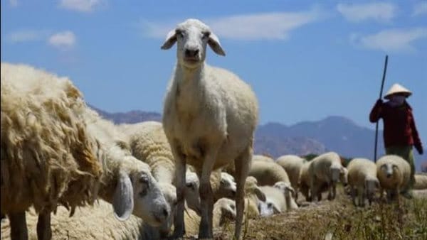 ترتيب الدول العربية الأكثر امتلاكاً للأغنام