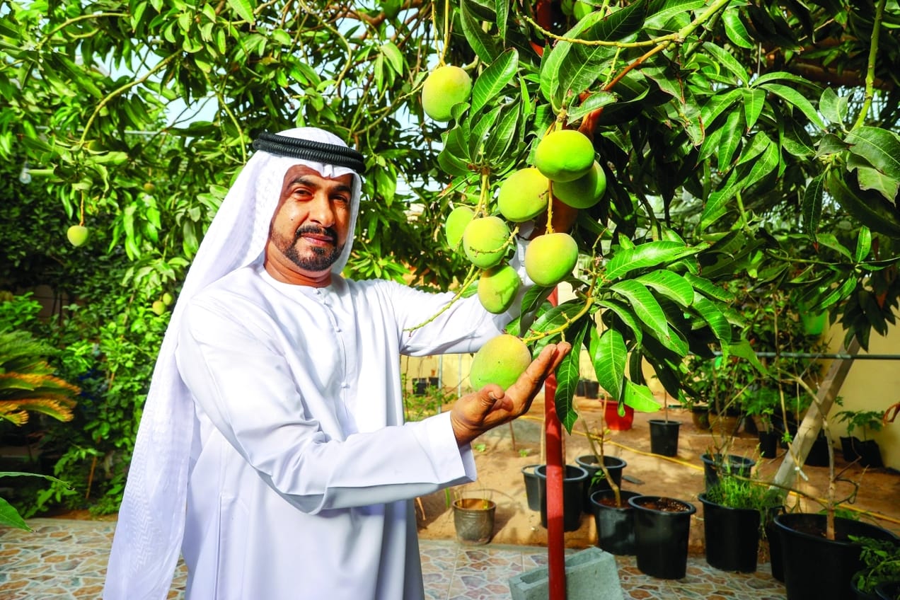 احصائيات إنتاج المانجو في المملكة العربية السعودية