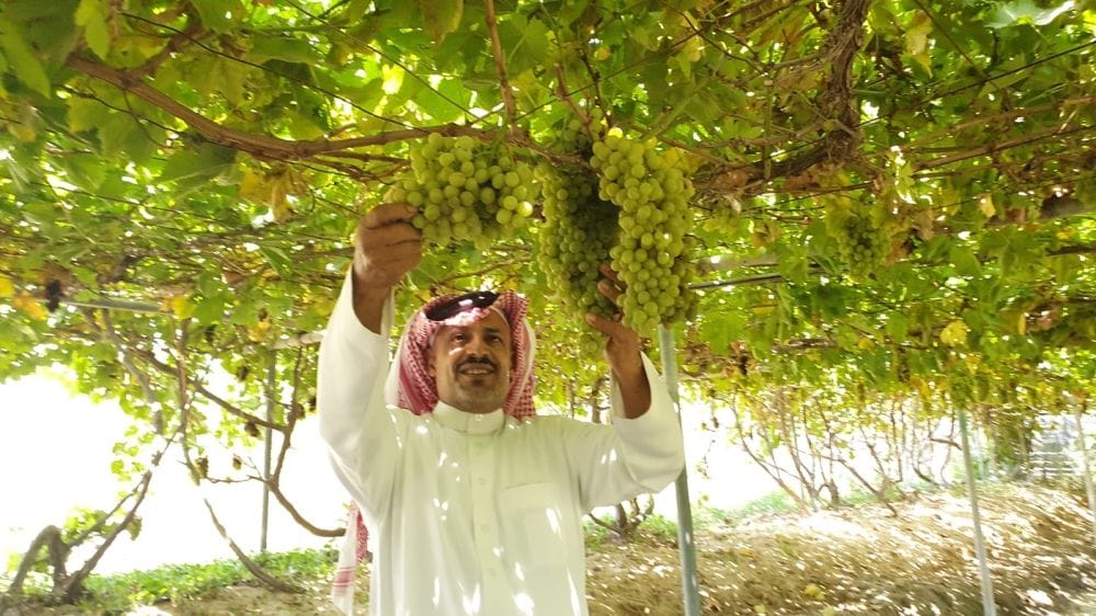 السعودية تحقق اكتفاءً ذاتيًا بنسبة 58% من إنتاج العنب السنوي