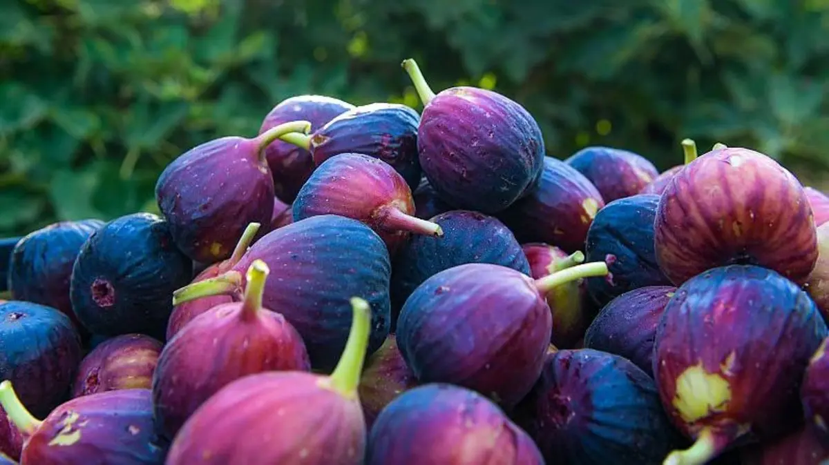 إنتاج السعودية من التين سنويًا