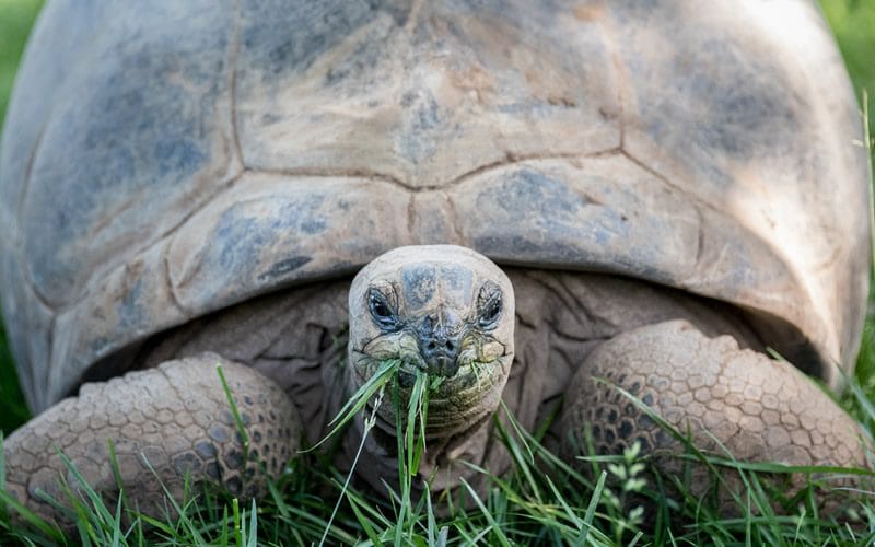 أطول الحيوانات عمرًا على وجه الأرض