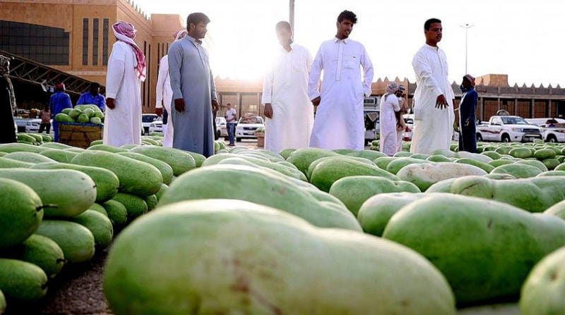 إنتاج البطيخ في المملكة العربية السعودية لعام 2024